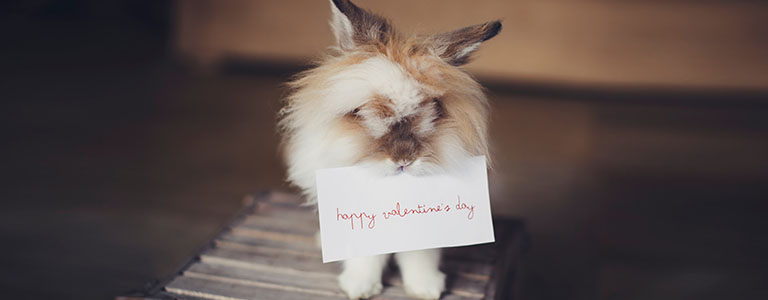 valentine_bunny