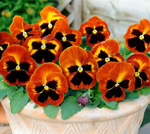 Pansy Solare Flare