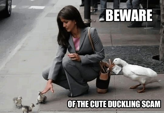 Beware of the cute duckling scam Beware of the cute duckling scam