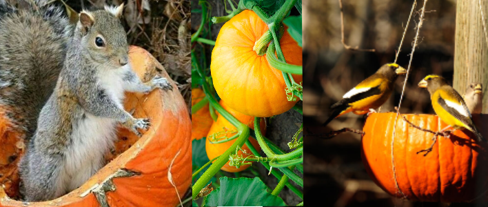 Wildlife Pumpkins