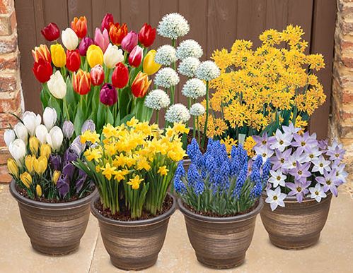 YouGarden Spring Collection