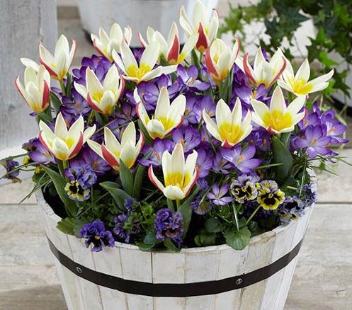 YouGarden Spring Flowering Bulbs