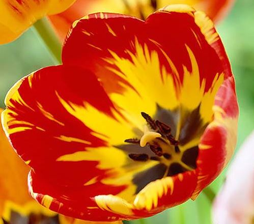 YouGarden Tulip Rembrandt Mix